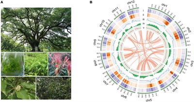 A Chromosome-Level Genome of the <mark class="highlighted">Camphor</mark> Tree and the Underlying Genetic and Climatic Factors for Its Top-Geoherbalism